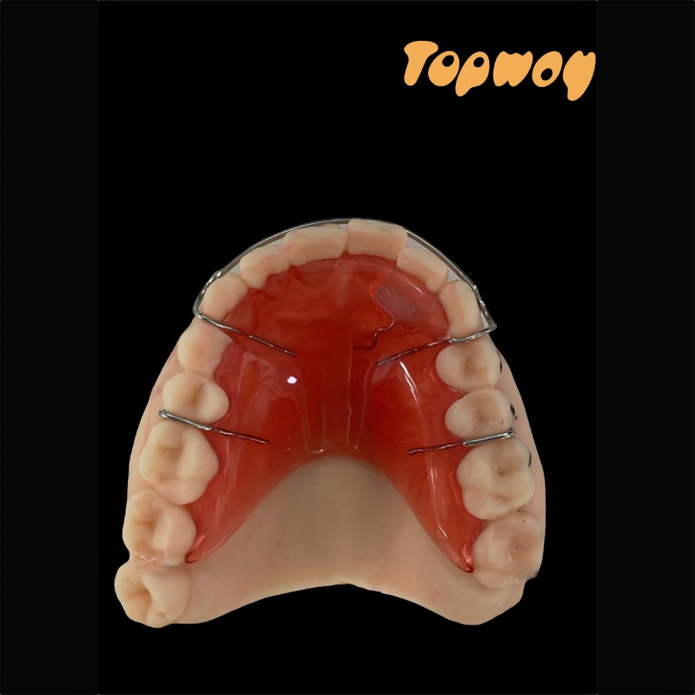 Hawley Retainer Orthodontic